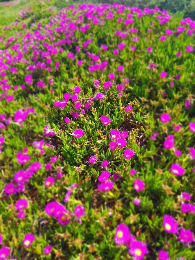 La Rose Des Sables, T2 A La Mer, Terrasse Et Garage Frontignan Εξωτερικό φωτογραφία