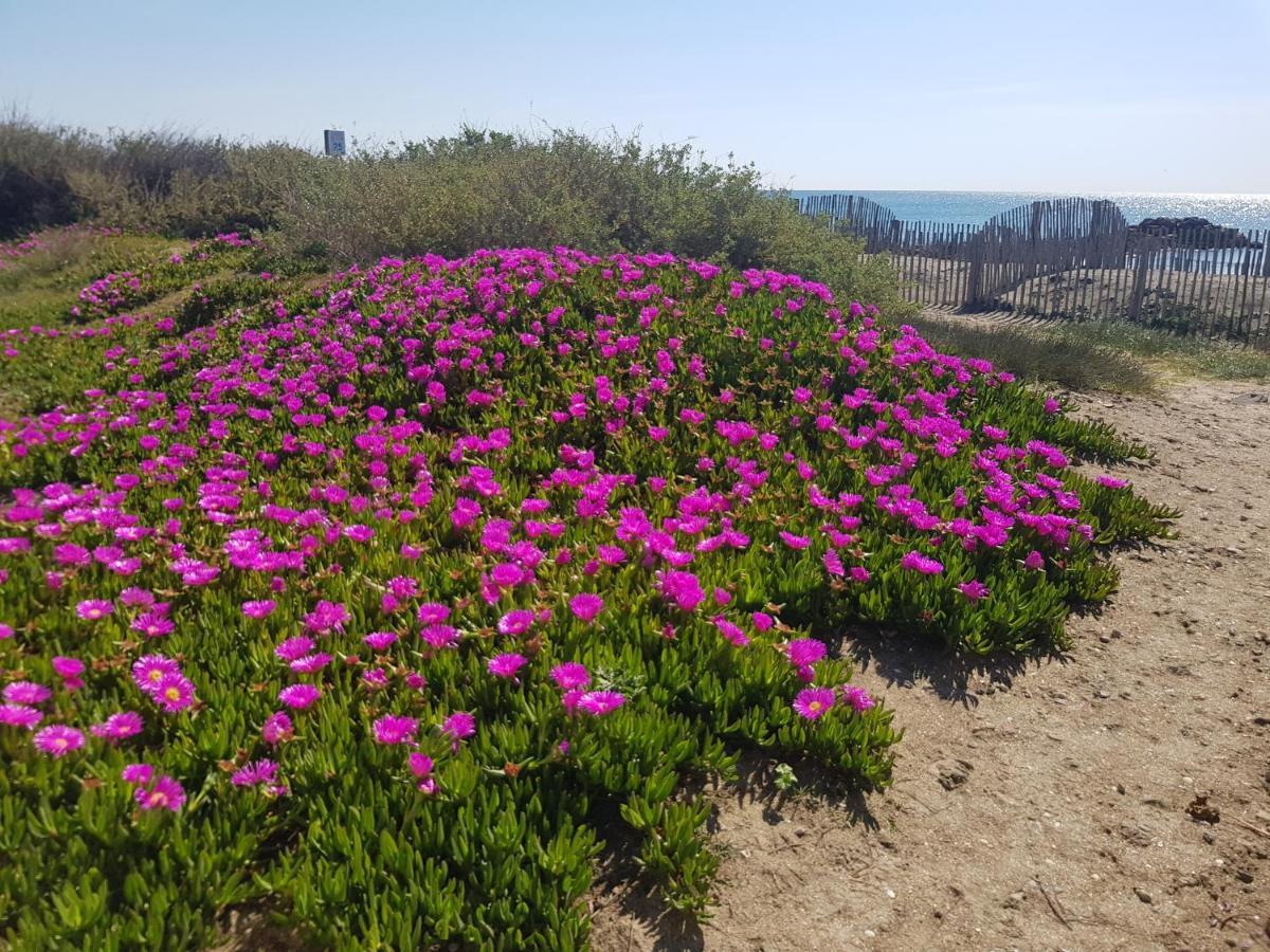 La Rose Des Sables, T2 A La Mer, Terrasse Et Garage Frontignan Εξωτερικό φωτογραφία